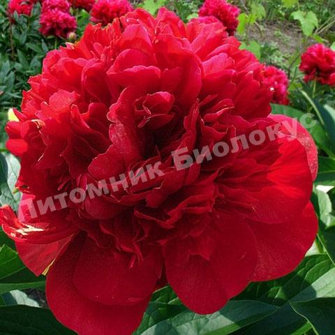 Купить Пион Соланж Paeonia Solange - в питомнике Флорини