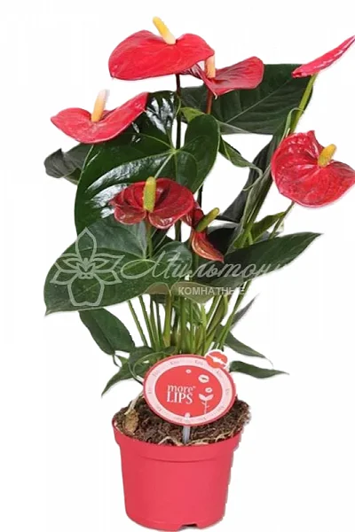 Anthurium Delicata (деленка без цветов)