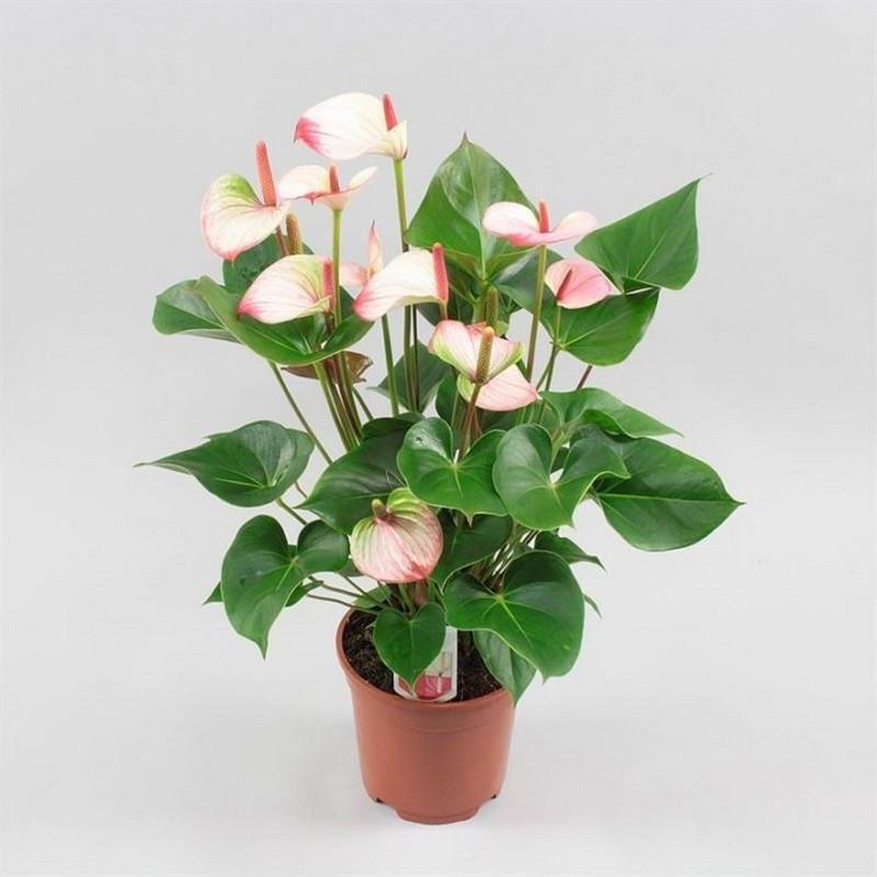 Anthurium Princess Amalia Elegance