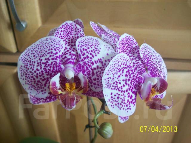 Phalaenopsis Leopard Prince - форум ...