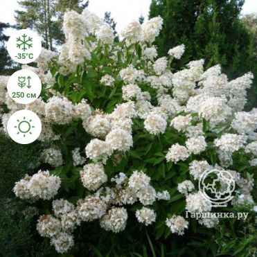 Гортензия метельчатая (hydrangea paniculata `Unique ...