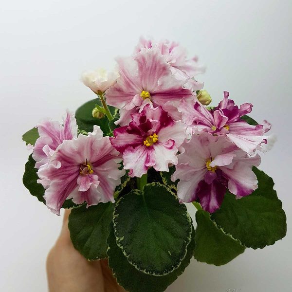 African violet 'ЛЕ-Флёр / LE 'Flior / Flyor / Fleur / Flower ...