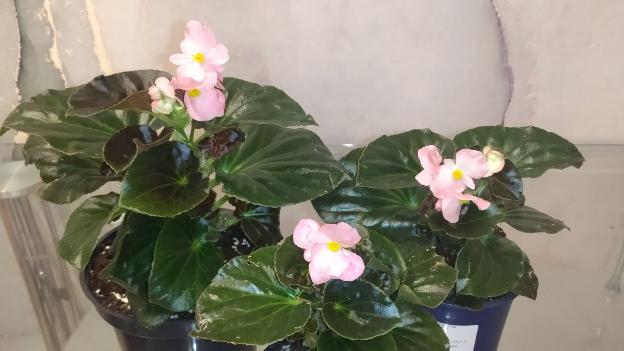 Бегония вечноцветущая Begonia x hybrida Megawatt™ Red Bronze ...