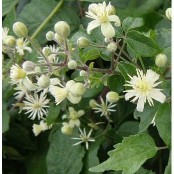 Клематис виноградолистный (Clematis vitalba). - купить в СПб ...