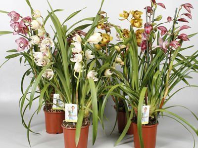 Тропические цветы. Орхидея Цимбидиум (Cymbidium Clarisse ...