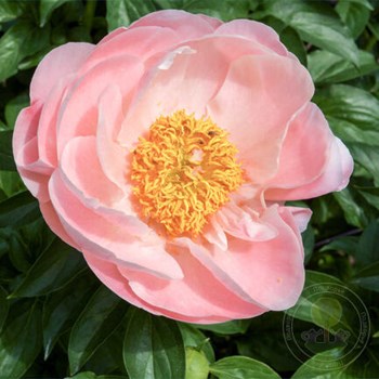 Пион молочноцветковый Ширли Темпл Paeonia Lactiflora купить в ...