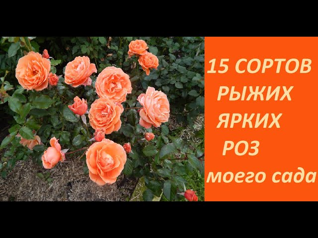 Роза плетистая Оранж Мейландина (Orange Meillandina ...