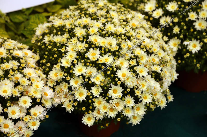 Chrysanthemum Ditto Yellow Хризантема Дитто Еллоу - купить ...