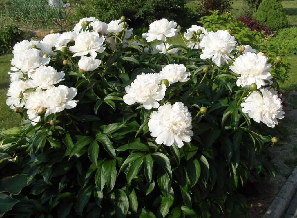 Paeonia Festiva Maxima