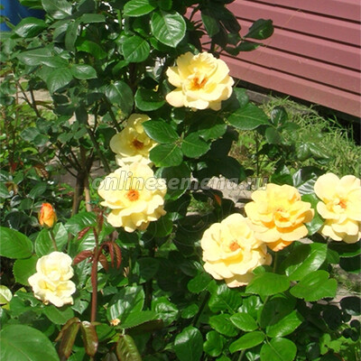 Rosa 'Queen Elizabeth' — Википедия