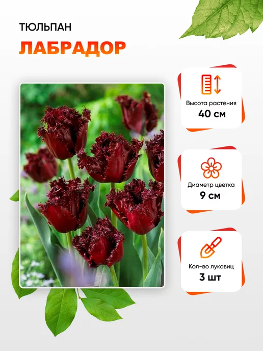 Тюльпан Бастия - большая упаковка! - 50 шт. - – Garden Seeds ...