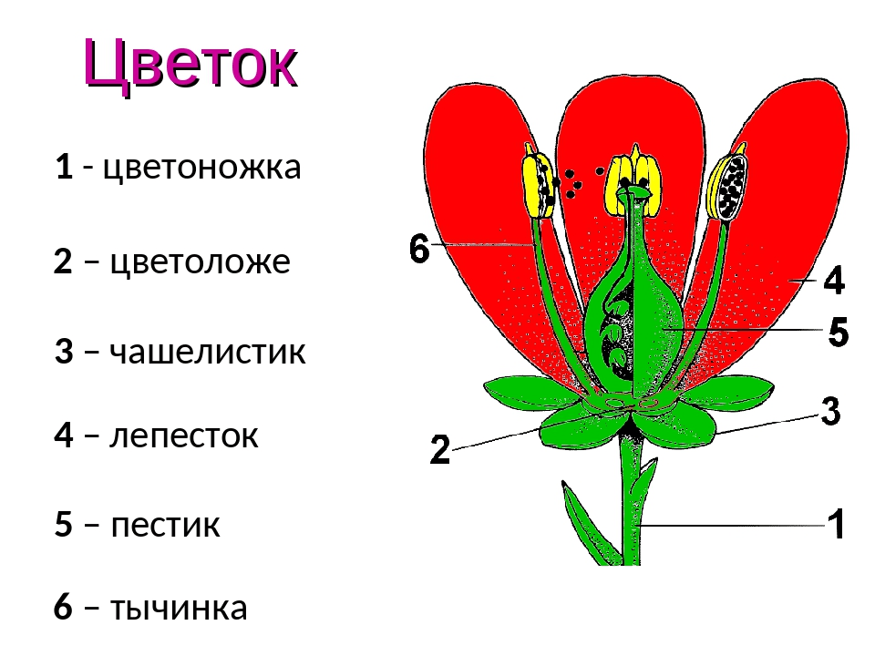 Цветок