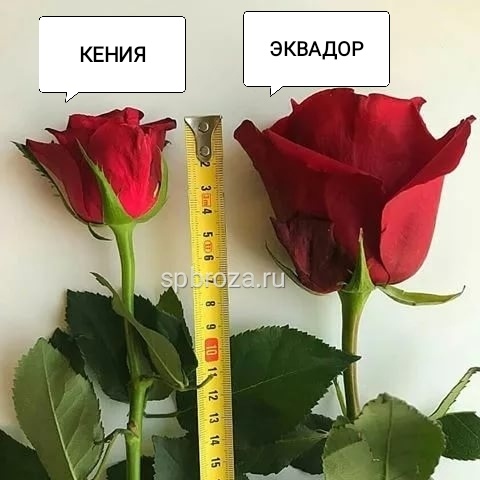 Роза Кения 35 см поштучно