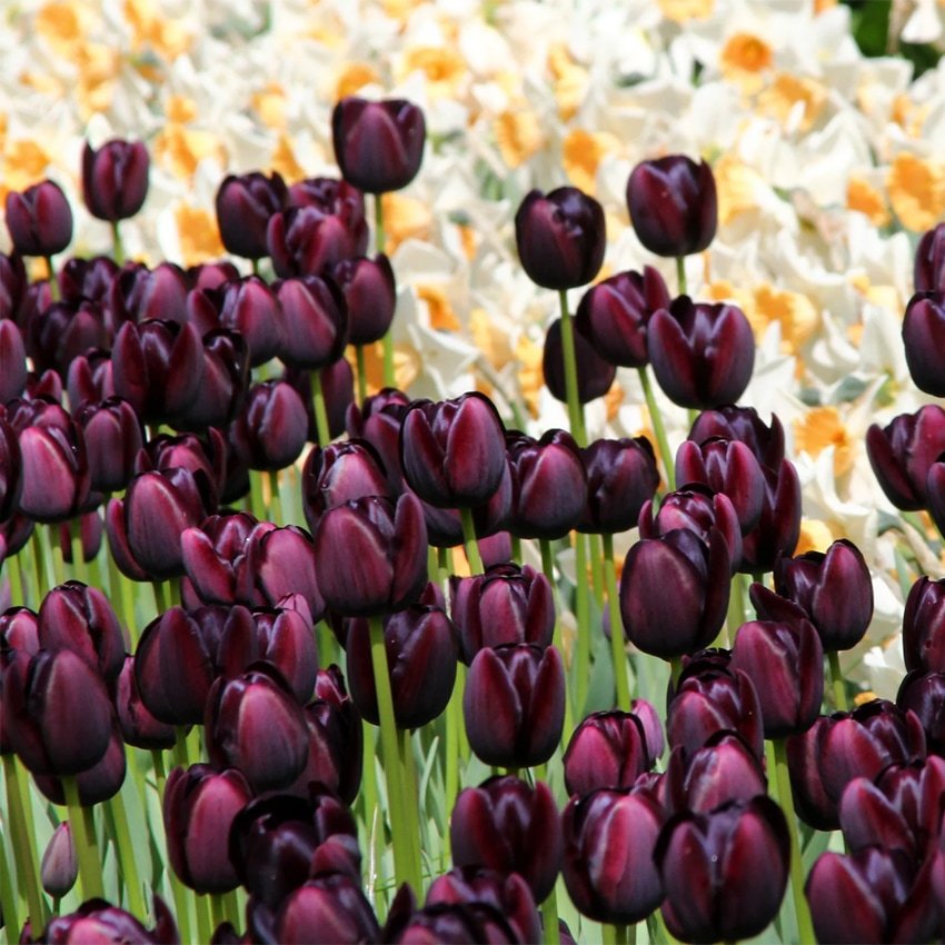 Tulipa Queen of Night ...