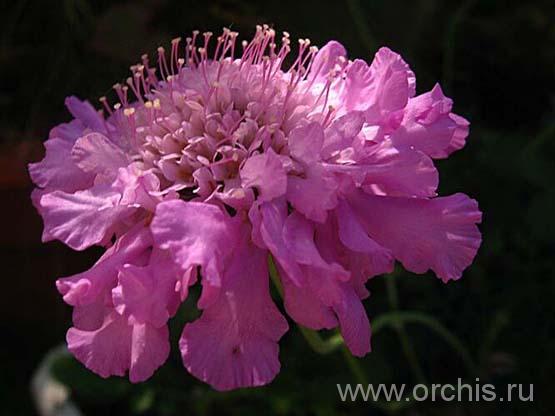 Fama Deep Blue (Scabiosa caucasica ...