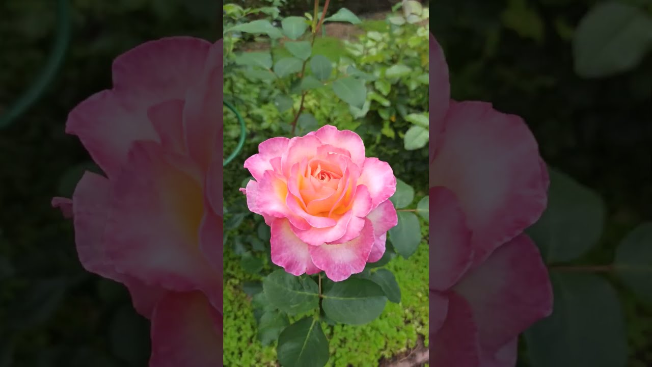 Rosa Gorgeous (6lt)