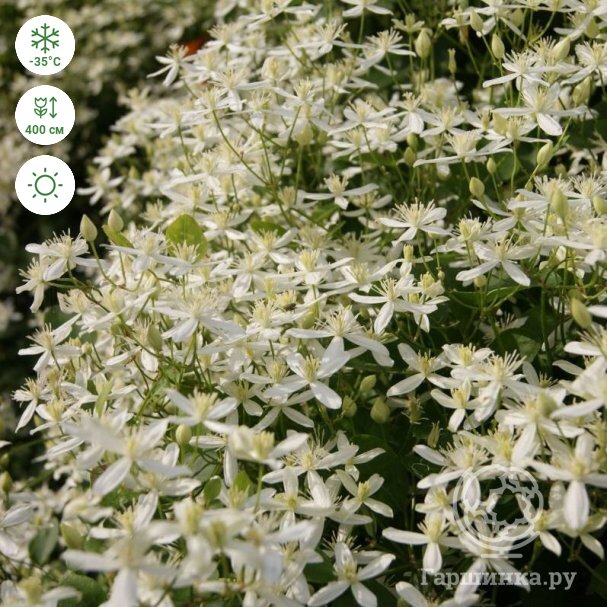 Clematis VITALBA (Клематис, Ломонос): купить 2 семени c ...