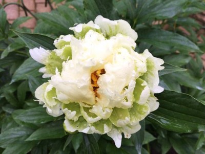 Пион Пафт Коттон (Paeonia Puffed Cotton) купить в Москве по ...