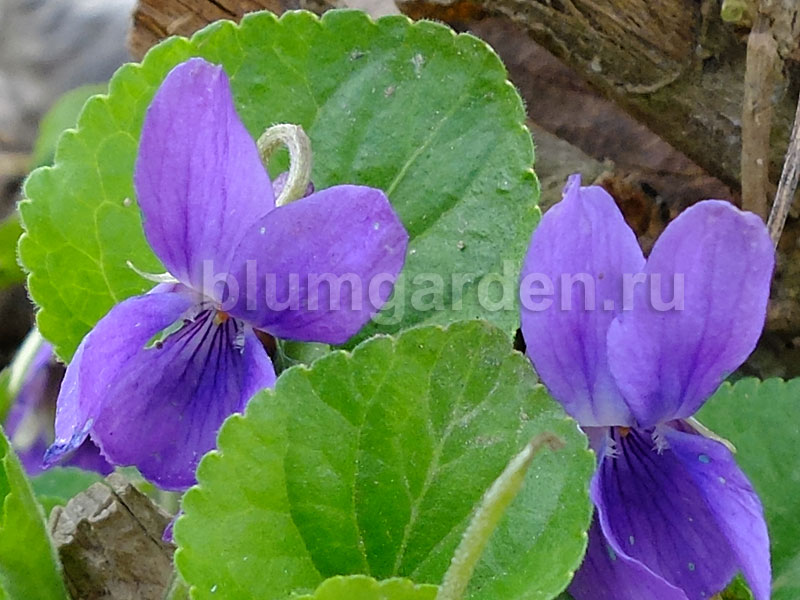 Фотокаталог растений: Фиалка собачья (Viola canina)