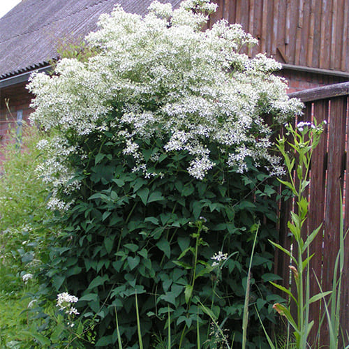 Наши сорта - Clematis - Źródło Dobrych ...