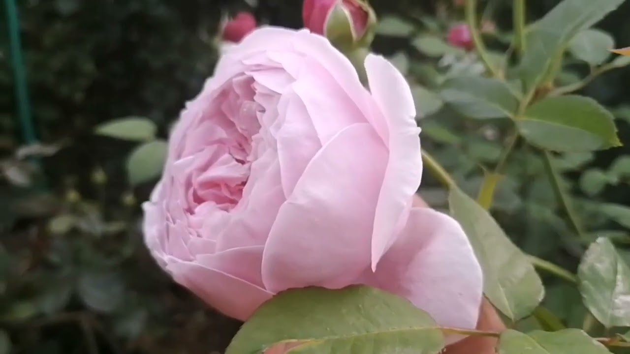 Misaki 美咲 Japanese Rose. Cut Rose. Continue Blooming. Big ...