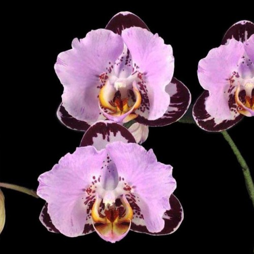 Phal. Miki Black Queen '3107 ...