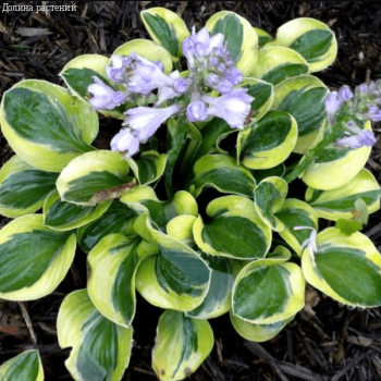 Hosta 'Ruffled Mouse Ears ...