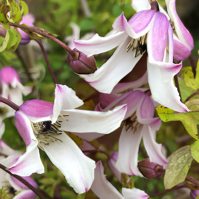 Клематис фиолетовый Эльф (Clematis viticella Elf) 5 л, цена в ...