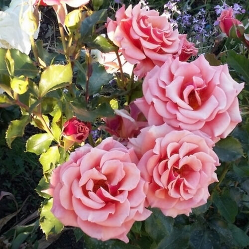 Rosa 'Ann Henderson', Роза флорибунда ...