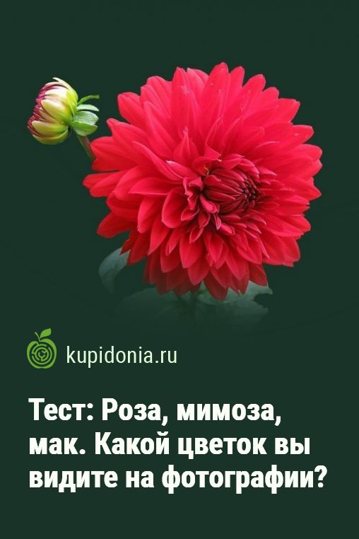 Букеты цветов Йошкар-Оле — купить букет живых цветов по ...