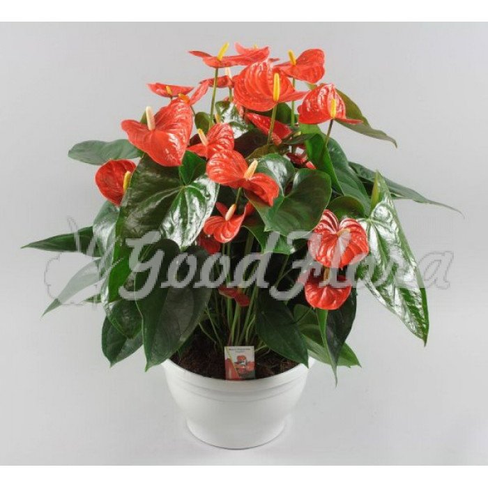 Anthurium Mystique