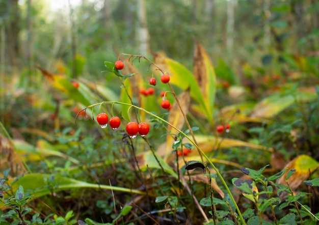 Оранжевые Ягоды Ландыша Или Convallaria Majalis Ядовитые ...