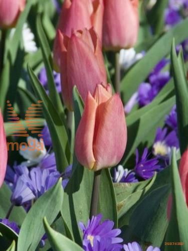 Tulip Tulipa Single Early Salmon Prince from Netherland Bulb