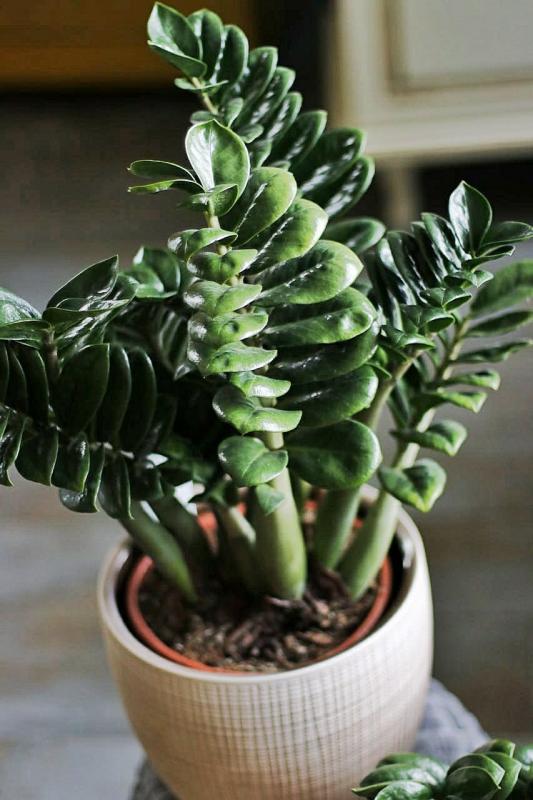 Замиокулькас Зензи / Zamioculcas Zamiifolia Zenzi | MULTIFLORA