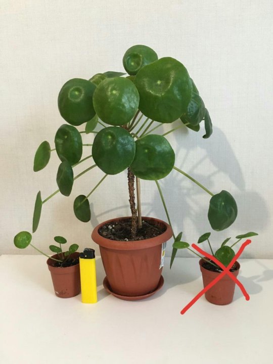 Растение ⌀ 6 Pilea PEPEROMIOIDE (Пилея, Китайское денежное ...