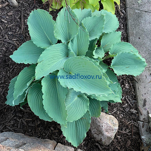 Хоста Ти эт Беттис (Hosta Tea at Bettys ...