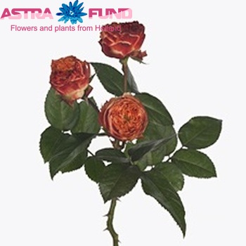 Rose Spray Latin Pompon 60cm | Wholesale Dutch Flowers ...