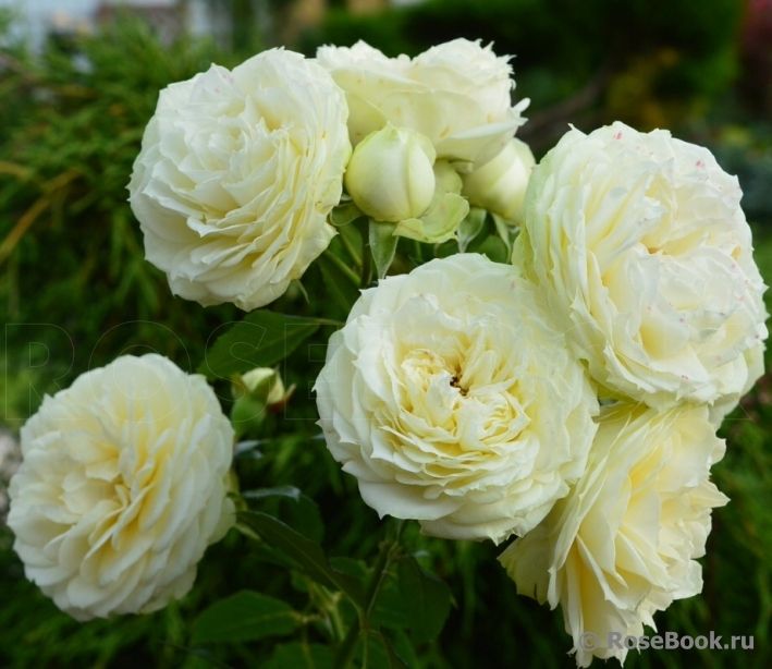 ROZE FLORIBUNDA LEMON ROKOKO®