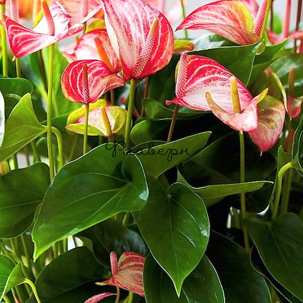 Anthurium Maine