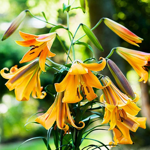 African Queen Trumpet Lily Bulbs ...