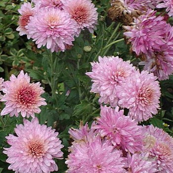 Хризантема корейская Кавказская пленница (Chrysanthemum ...