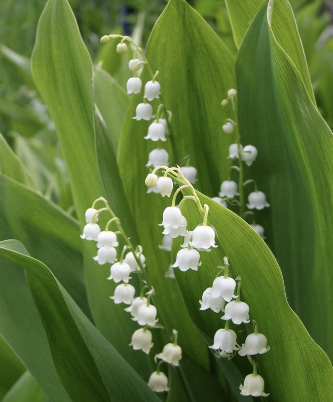 Ландыш майский (Convallaria majalis L.)