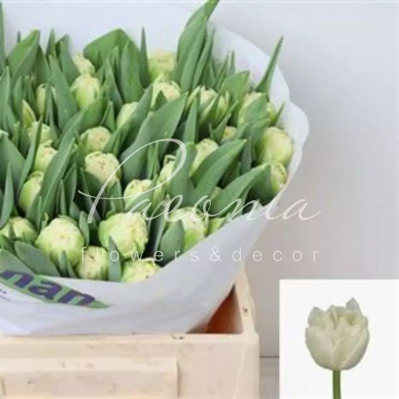 Tulipa 'Piste'... stock photo by Visions, Image: 1260404