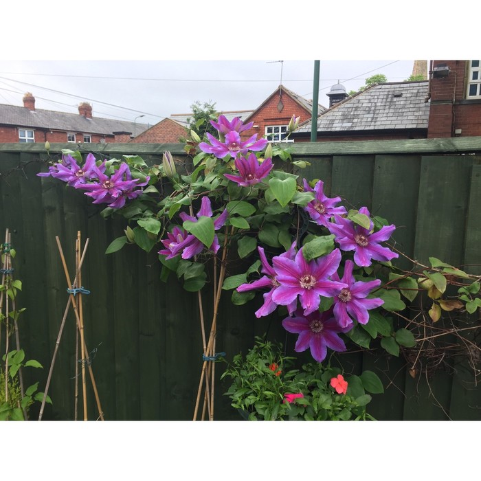 Clematis 'Misayo' - GARDENIDEA