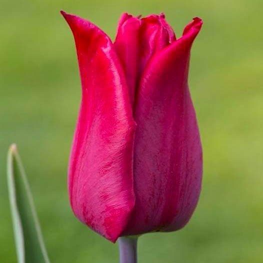 Tulipa Lasting Love - Tulip Lasting Love - 5 bulbs – Garden ...