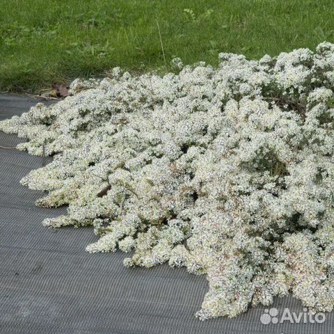 Астра эрикоидная Symphyotrichum ericoides белая вересковая ...