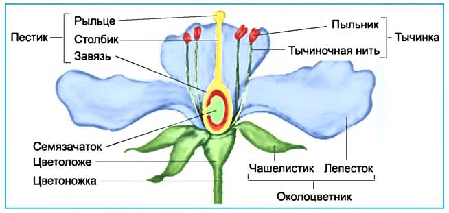 Дмитриева О. | Что может дать ...