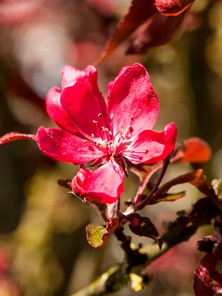 Paciorecznik Rosalinda - odmiany, uprawa, rozmnazanie ...