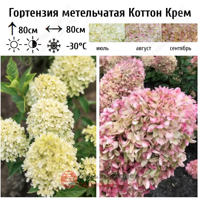 Гортензия метельчатая Cotton Cream (Коттон Крим) на штамбе ...