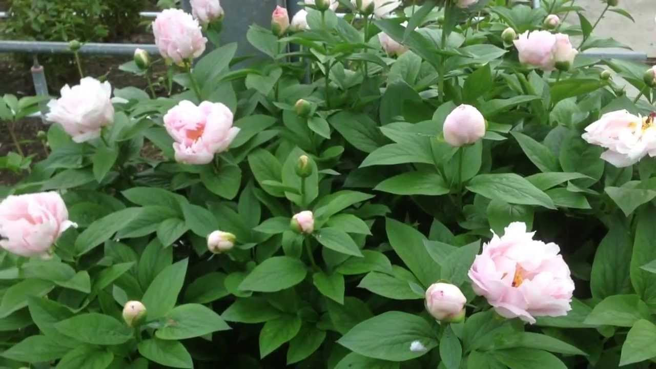 PINK VANGUARD' Peony (Paeonia x lactiflora 'pink vanguard ...